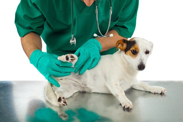 When Do Pets Need Biochemical Tests