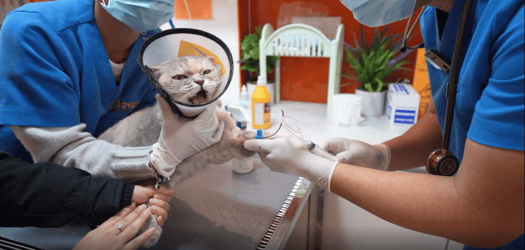 Vietnam Animal Hospital 2VET is doing blood test for a cat