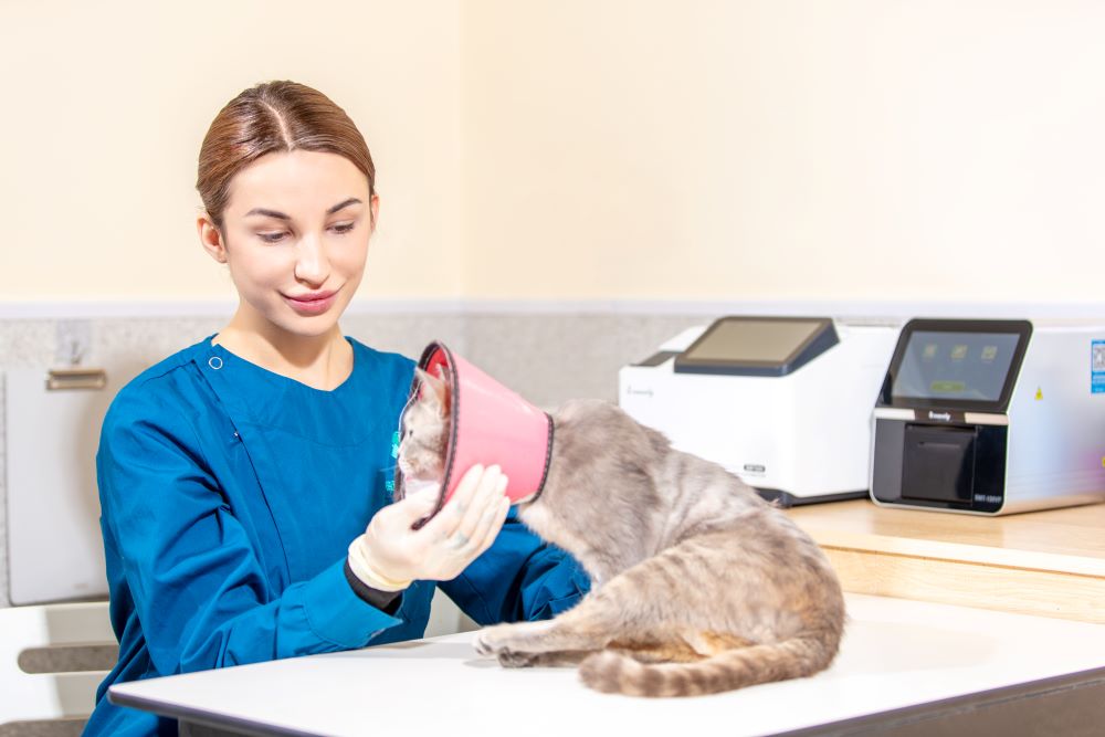 5 Ways Automatic Vet Biochemistry Analyzers Can Save You Time and Money