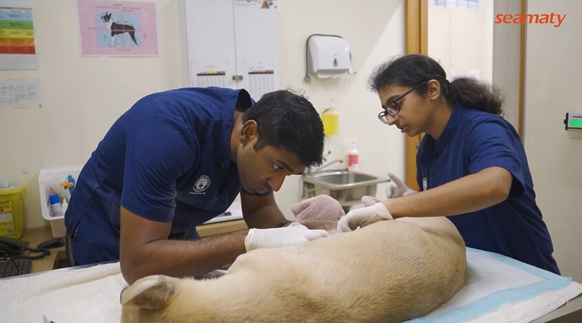 Medical staff at SPCA Singapore animal rescue station are drawing blood from a puppy